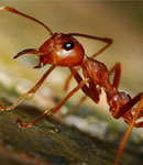 ant control services in kitchener