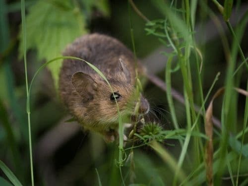 Can Mice Make You Sick