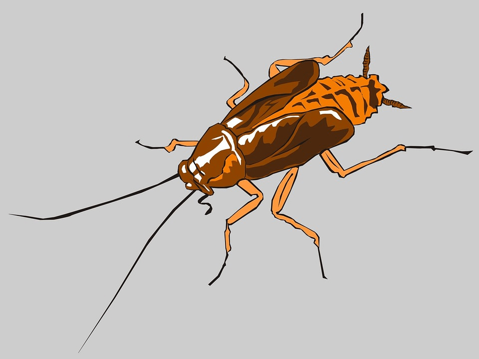What Attracts Cockroaches In Your Home Pestcontrolkitchener.ca
