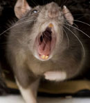 rat removal and exterminations