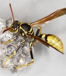 wasp control services