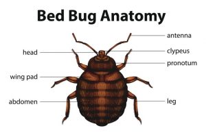 Bed Bug Exterminator Kitchener - Bed Bug Control Solutions