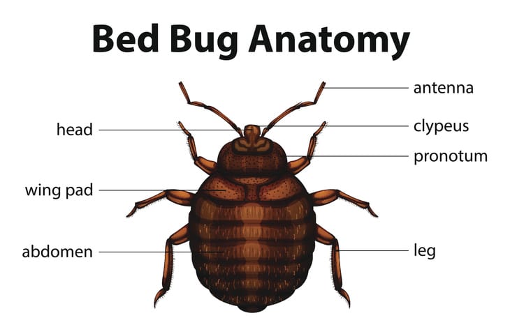 bed-bug-anatomy-1