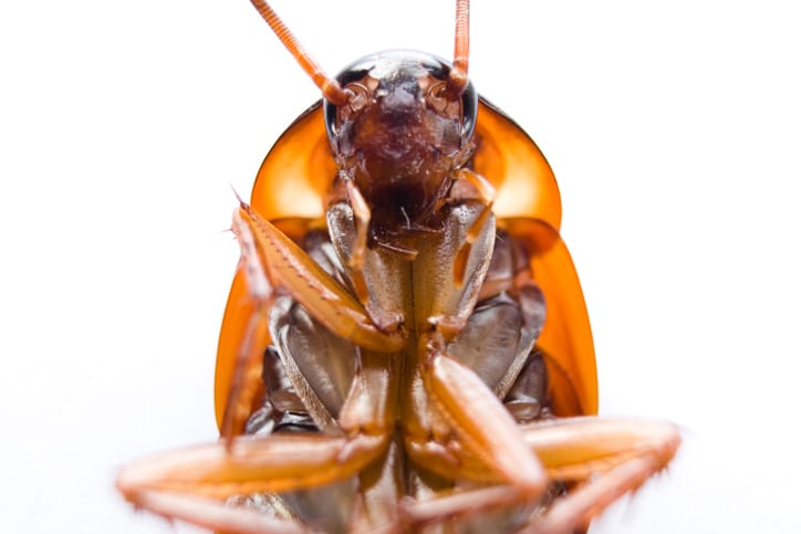 cockroach head zoom in