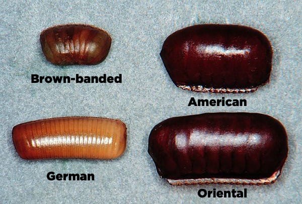 cockroach eggs