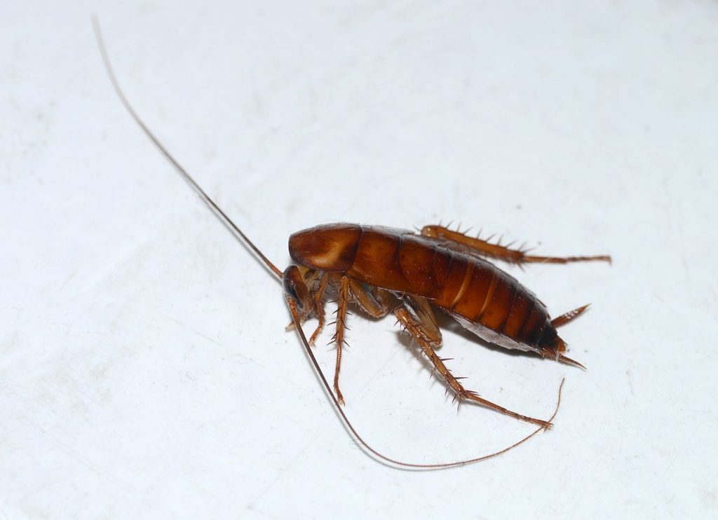 cockroach