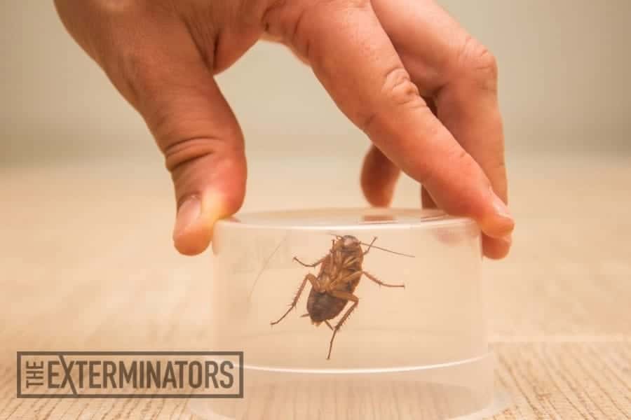 cockroach treatments kitchener waterloo