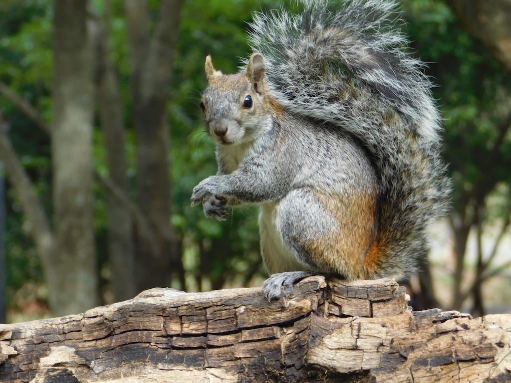 Best Way to Repel Squirrels - Pestcontrolkitchener.ca