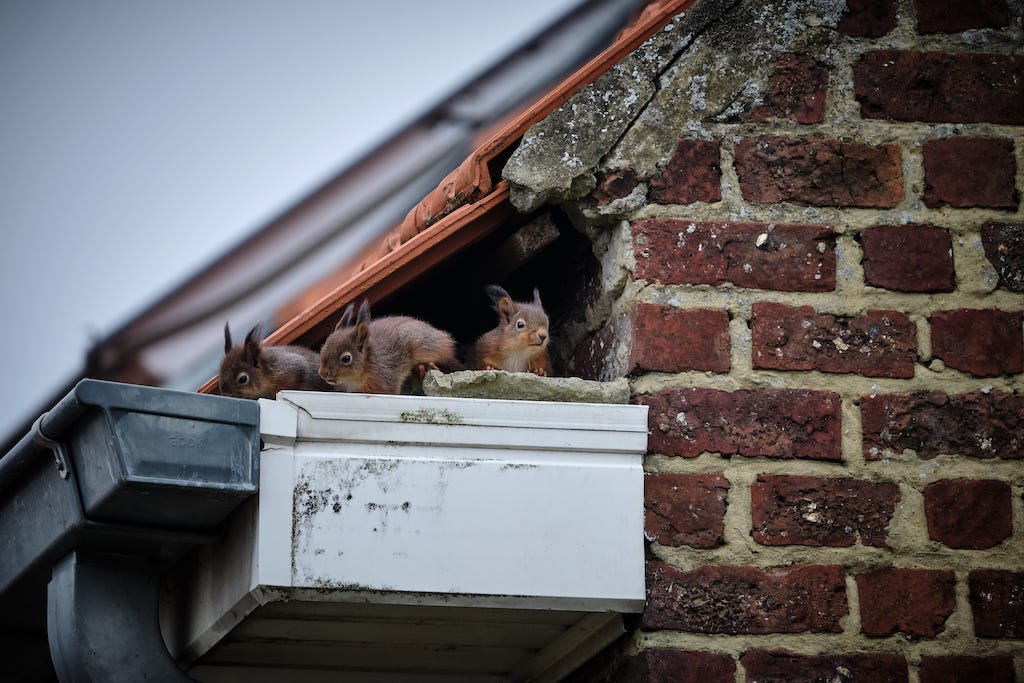 Do Squirrels Cause Damage in Attic? - Pestcontrolkitchener.ca