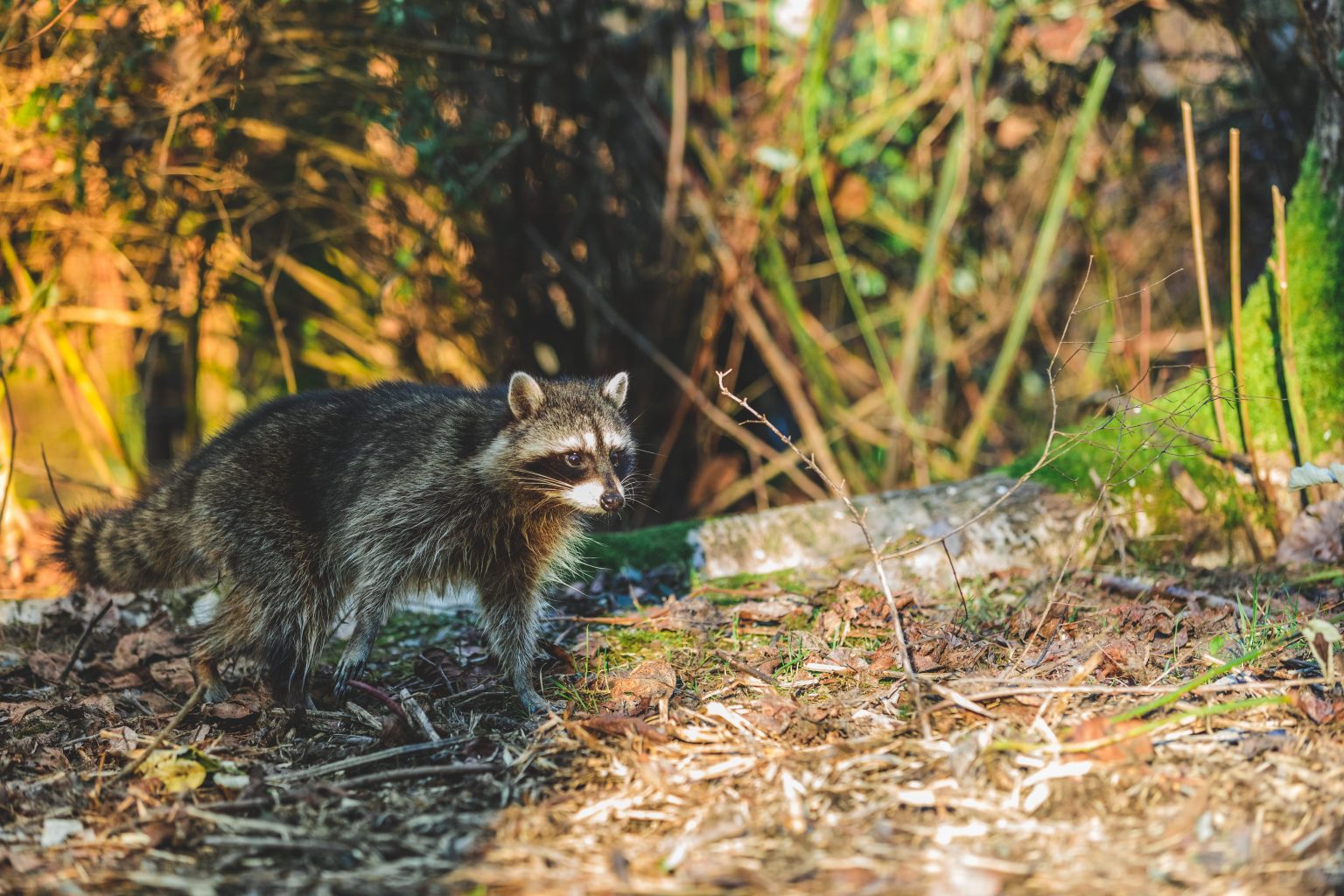 ipsecuritas could not start racoon ipsecuritas could not start racoon