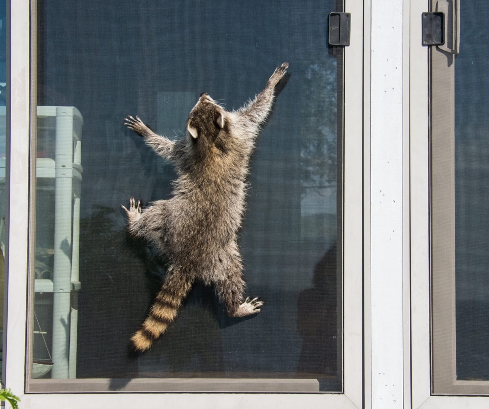 Raccoon Removal: Even More Important Due to Rabies