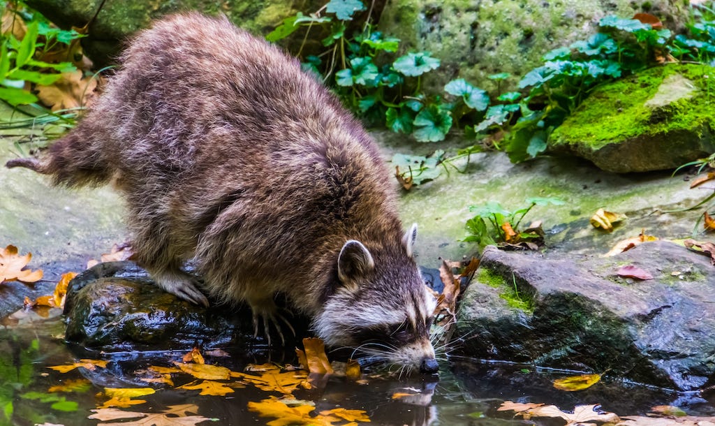 What Do Raccoons Eat in Cities Like Kitchener? Biology Diagrams