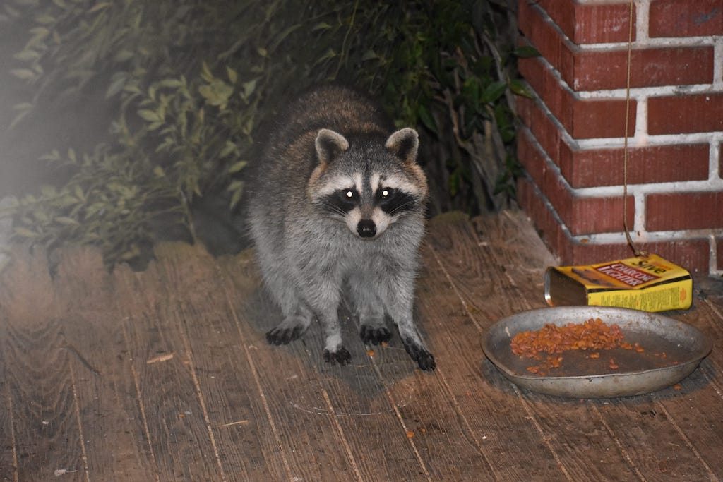 Where Do Raccoons Live in Cities Like Kitchener?