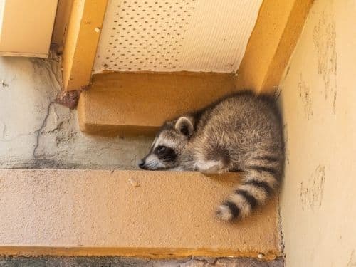 Common Diseases Carried by Raccoons