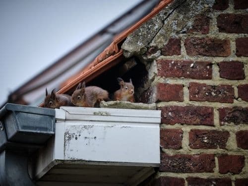 Do Squirrels Cause Damage in Attic