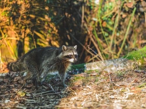 How to get Raccoon Babies Out of Your Attic?