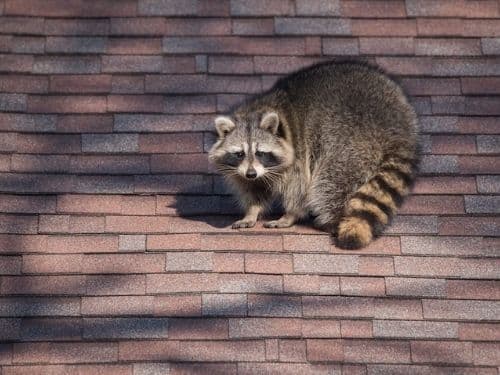 Raccoon Poop and Health Risks