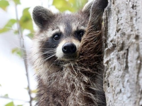 What to Do If You Find Raccoon Baby