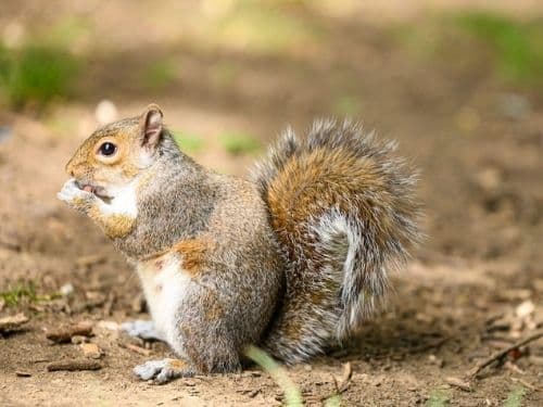 All You Need to Know about How to Repel Squirrels