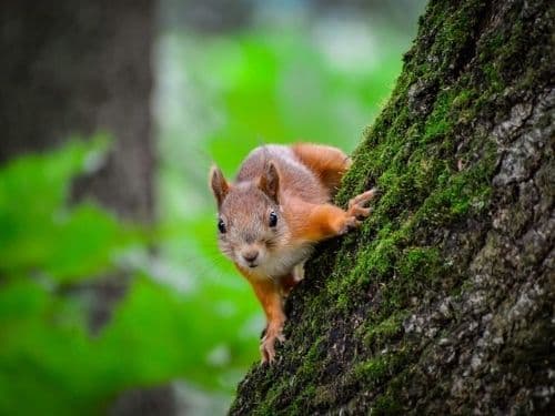 Get rid of Squirrels in Attic