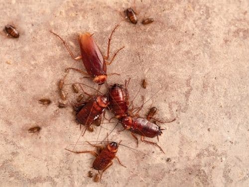 How to Manage Cockroach Infestation Effectively During the Coronavirus (COVID -19) Outbreak