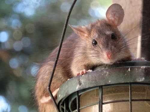 how to prevent rats in your house