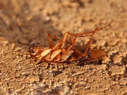 What Attracts Cockroaches Into Your House Pestcontrolkitchenerca
