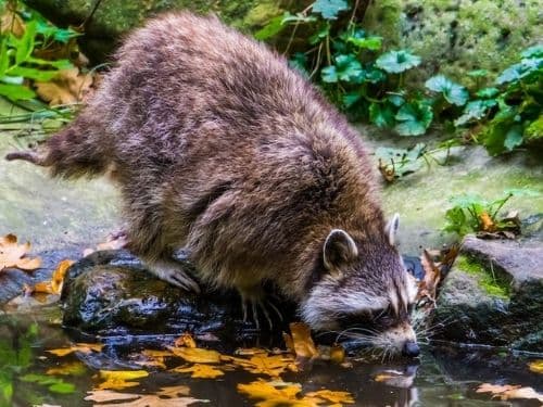 What Do Raccoons Eat in Cities Like Kitchener