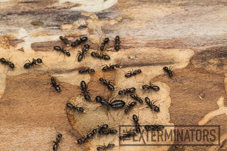 How fast do carpenter ants destroy wood