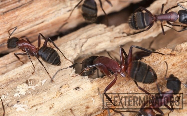 Termites or carpenter ants, know the difference