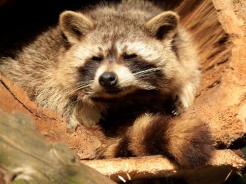 Getting Rid of Raccoons and Keeping Them Out in Kitchener Ontario