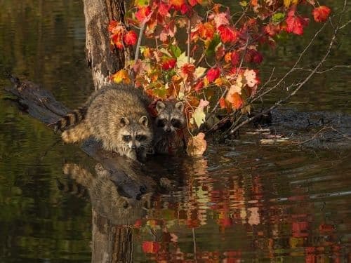 Why Raccoons are a Year-Round Issue in Kitchener