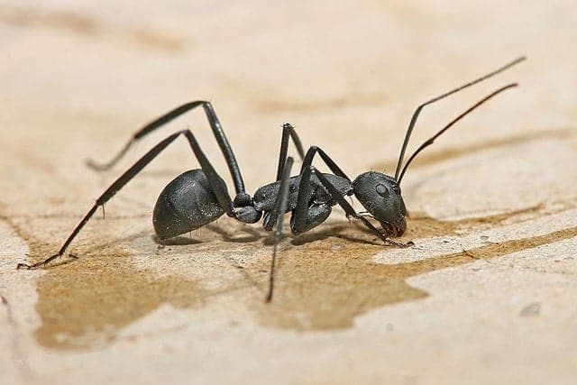 How to identify a carpenter ant queen