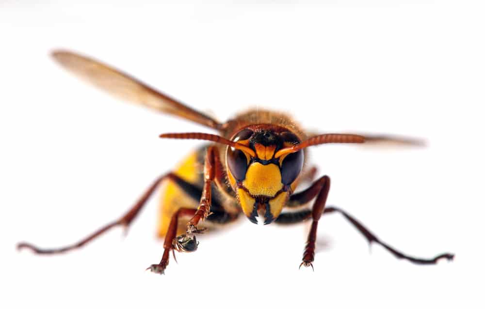 Do hornets only use a nest for a year