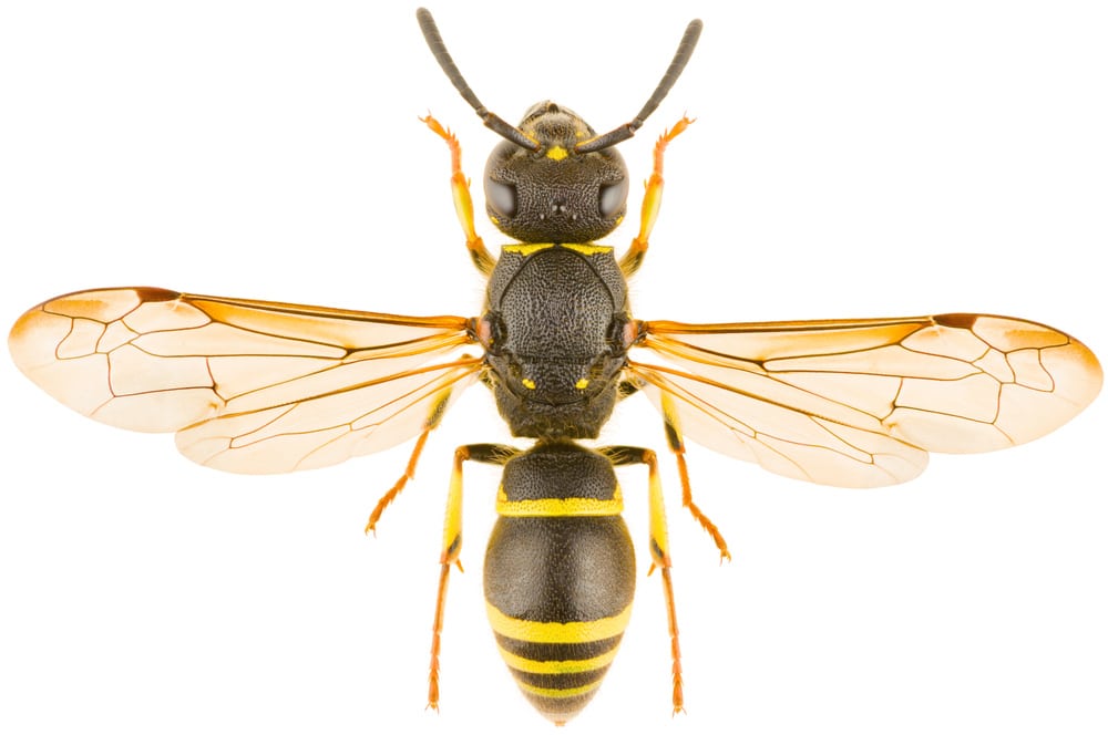 Do wasps return to the same location every year