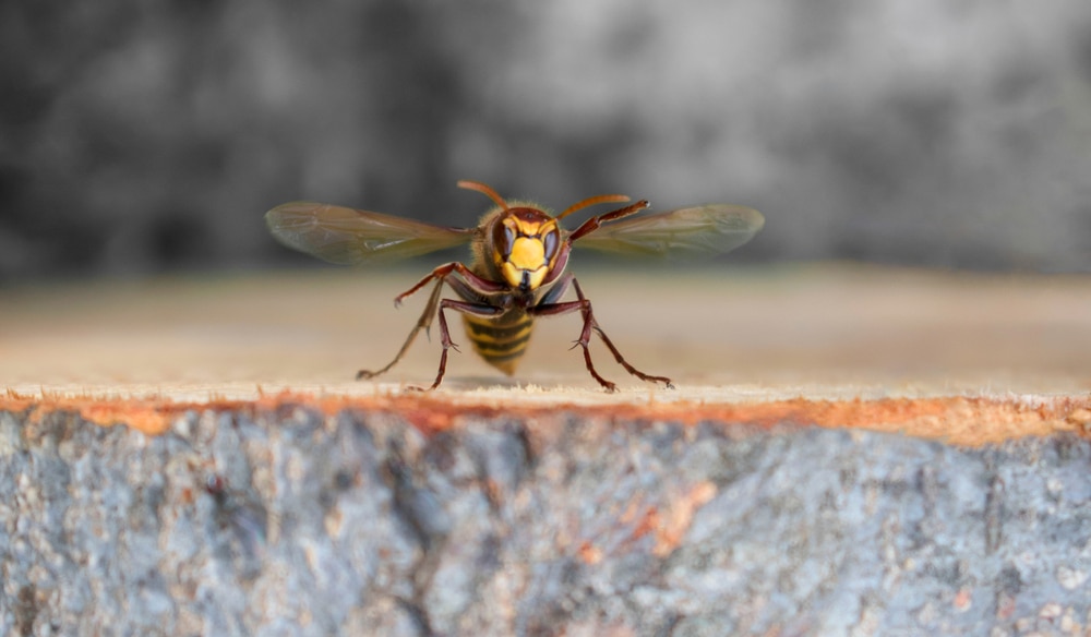 How do Japanese hornets build their nests