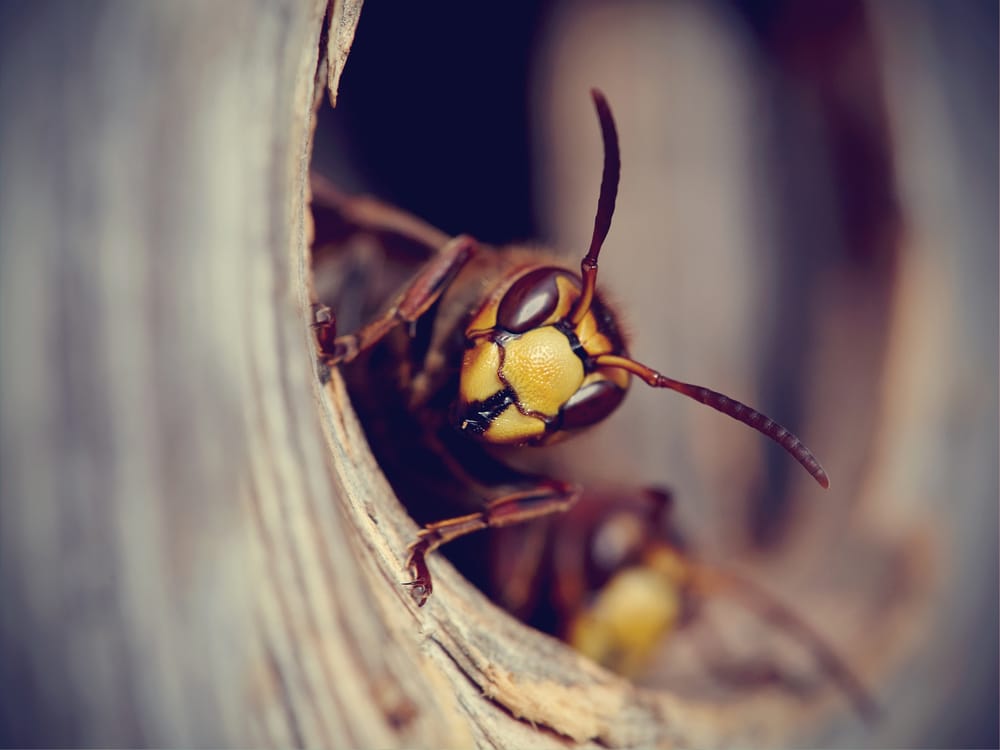 What are most aggressive wasps