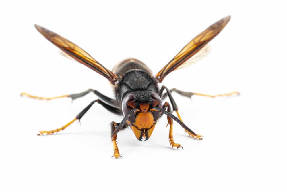 What are most aggressive wasps