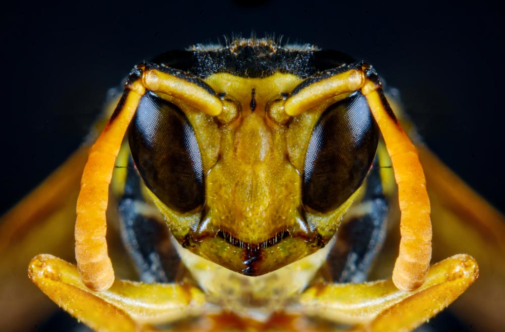 Why yellow jackets are especially aggressive in the late summer and fall-ib