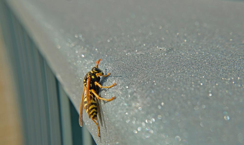 Why yellow jackets are especially aggressive in the late summer and fall