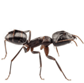 ant control Kitchener