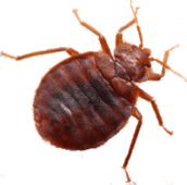 bed bug exterminator pest control Kitchener