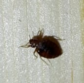 bed bug identification Kitchener