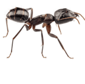 carpenter ant control Kitchener