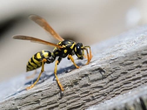 Do wasps return to the same location every year