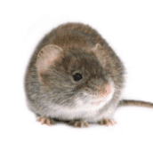 mouse control pest control Kitchener