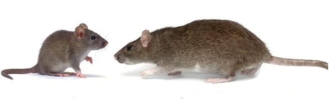 mouse_vs_rat control Kitchener