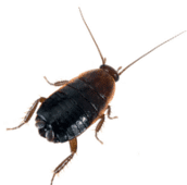 oriental cockroach control Kitchener