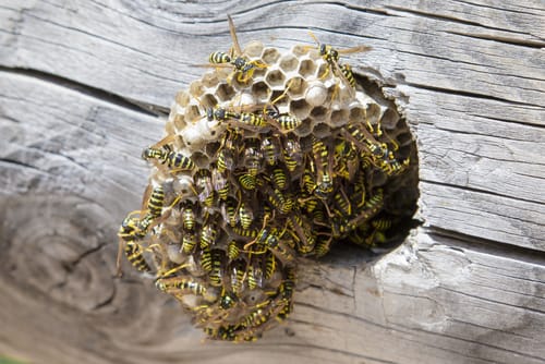wasp nest removal Kitchener