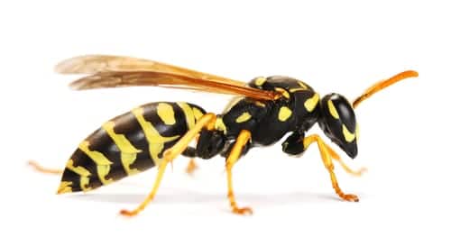 wasp removal Kitchener